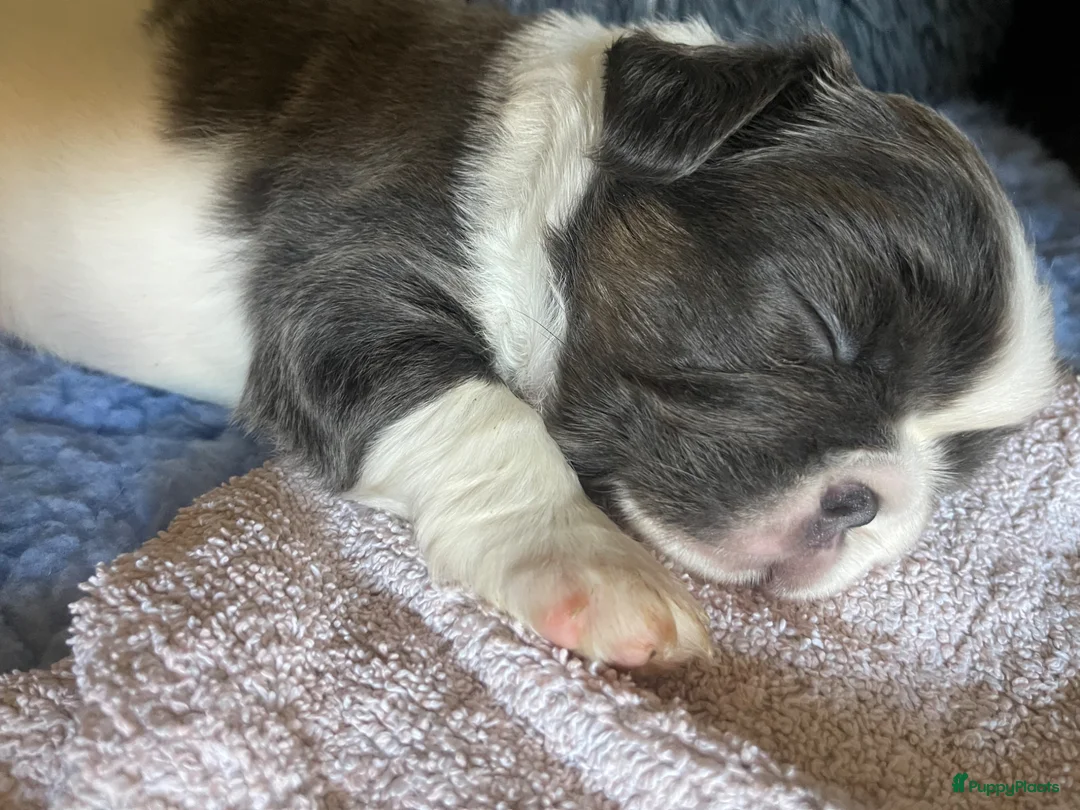 Franse Bulldog honden te koop: Franse bulldog fluffy en korthaar pups - Advertentie 9