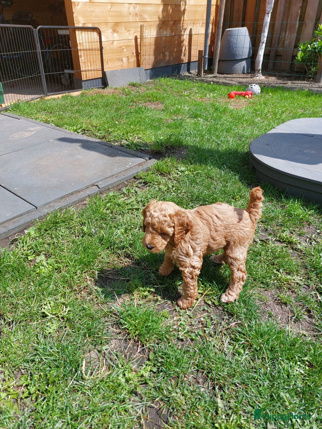 Poedel honden te koop: Raszuivere middenmaat poedelpups - Afbeelding 13