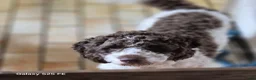 Lagotto Romagnolo honden te koop: Lagotto Romagnolo Pupies - Advertentie 22
