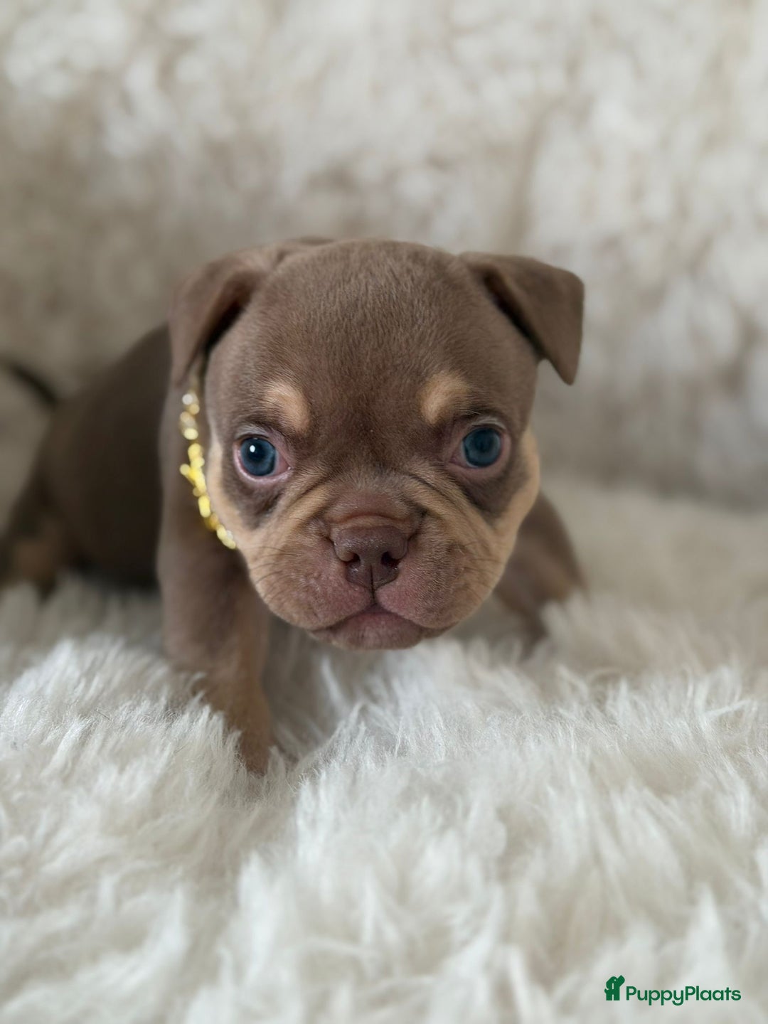 Amerikaanse Bully honden te koop: American Bully micro/pocket  - Advertentie 8