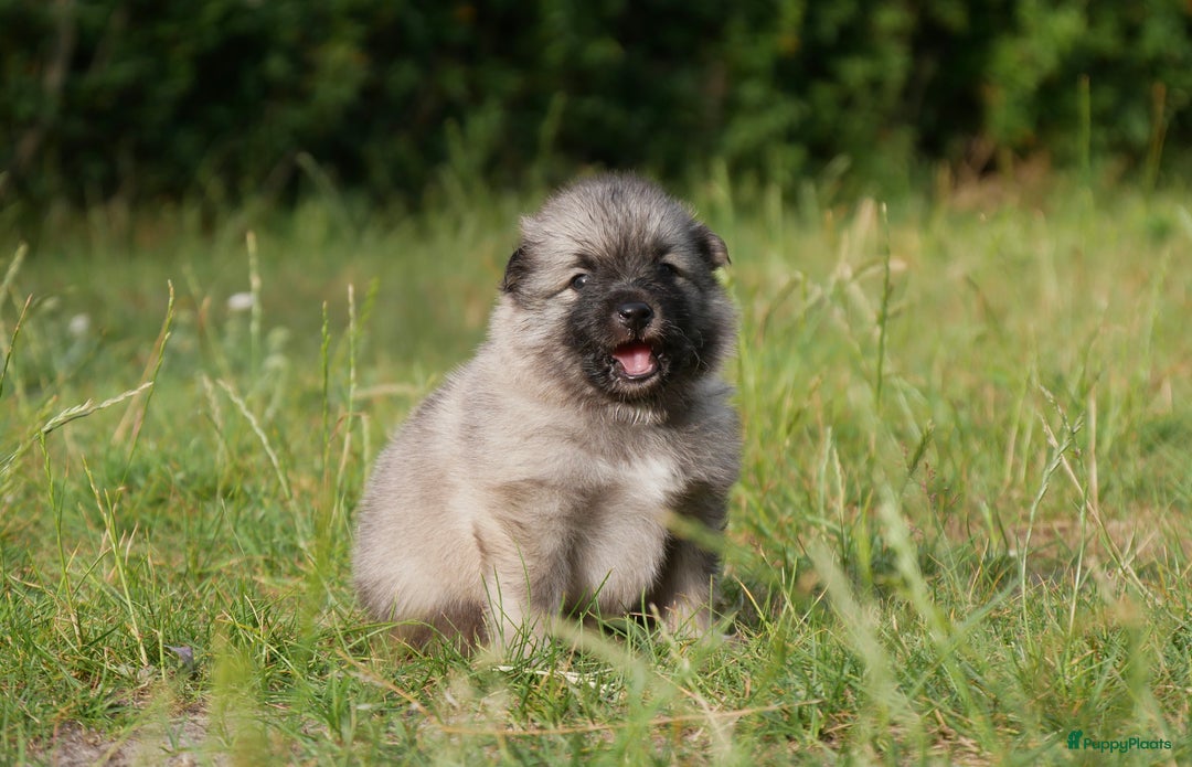 Keeshond honden te koop: Kruising Keeshond X Japanse Spits - Afbeelding 4