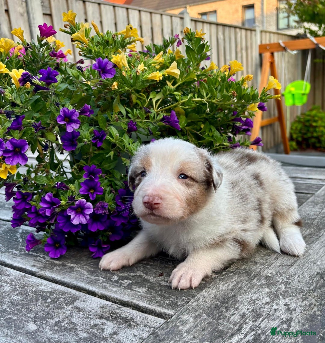 Australian Shepherd honden te koop: Mooie Australian shepherd pups in Bunschoten-Spakenburg - Afbeelding 10