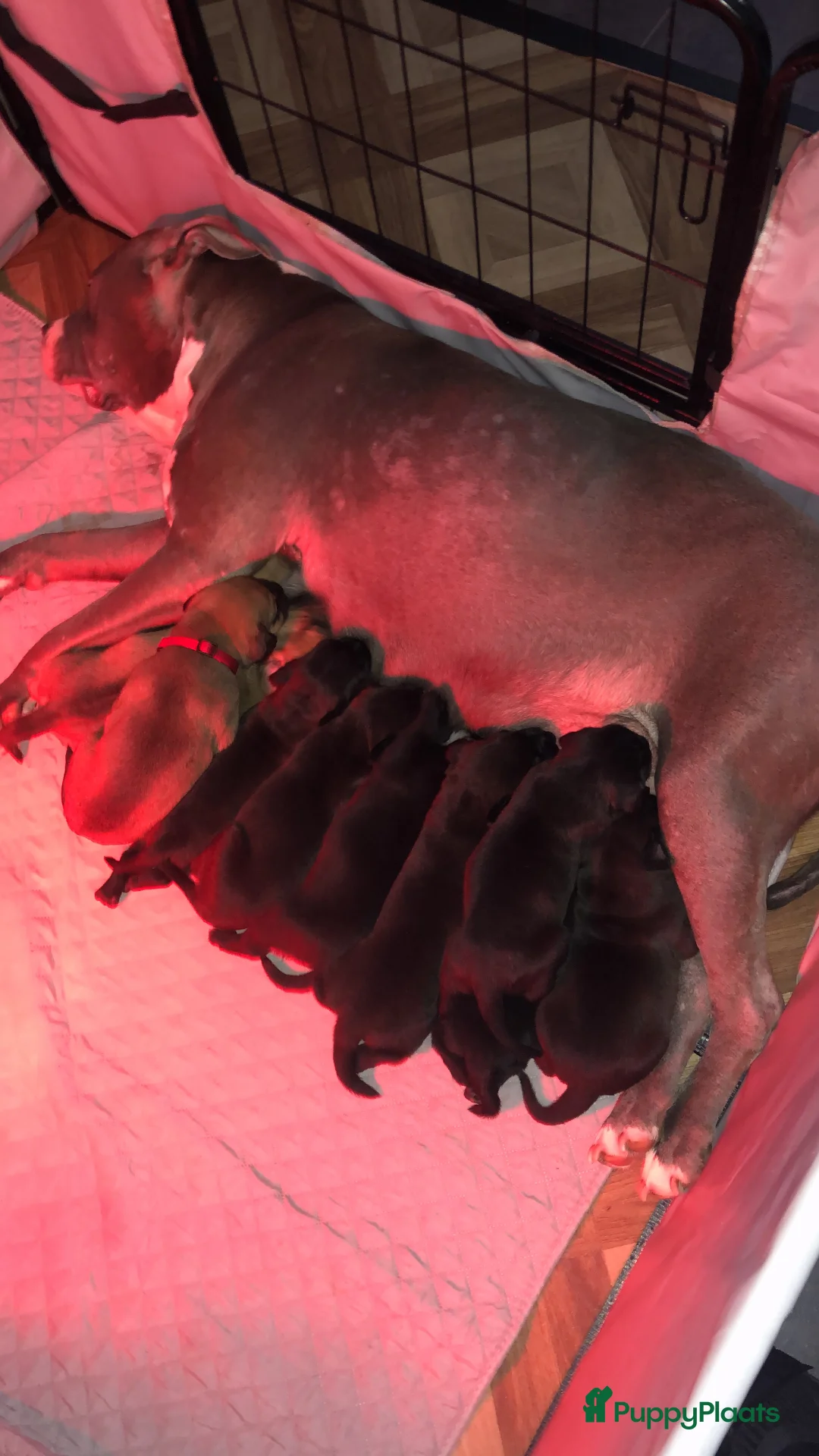 Kruising honden te koop: Bully xl pups  - Advertentie 14