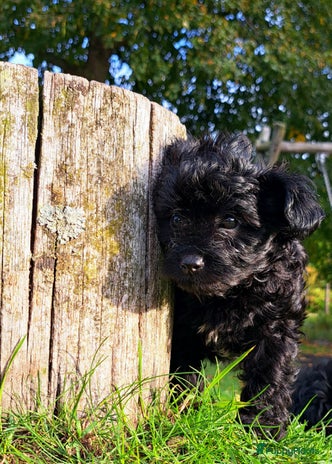 Kruising honden - Advertentie 5