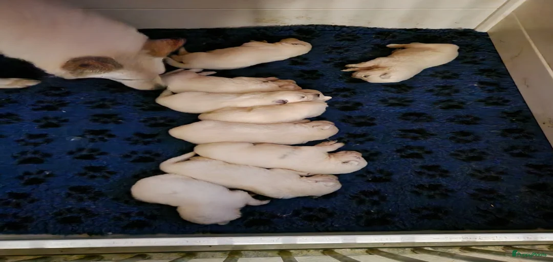 Galerij afbeelding {{count}}