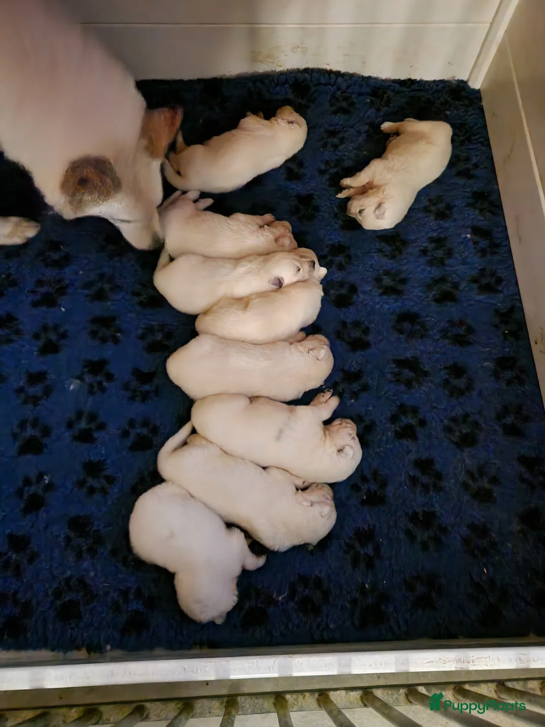 Galerij afbeelding {{count}}