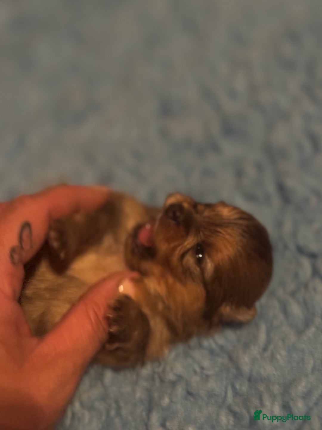 Pomeriaan honden te koop: Verwacht augustus ! - Afbeelding 4