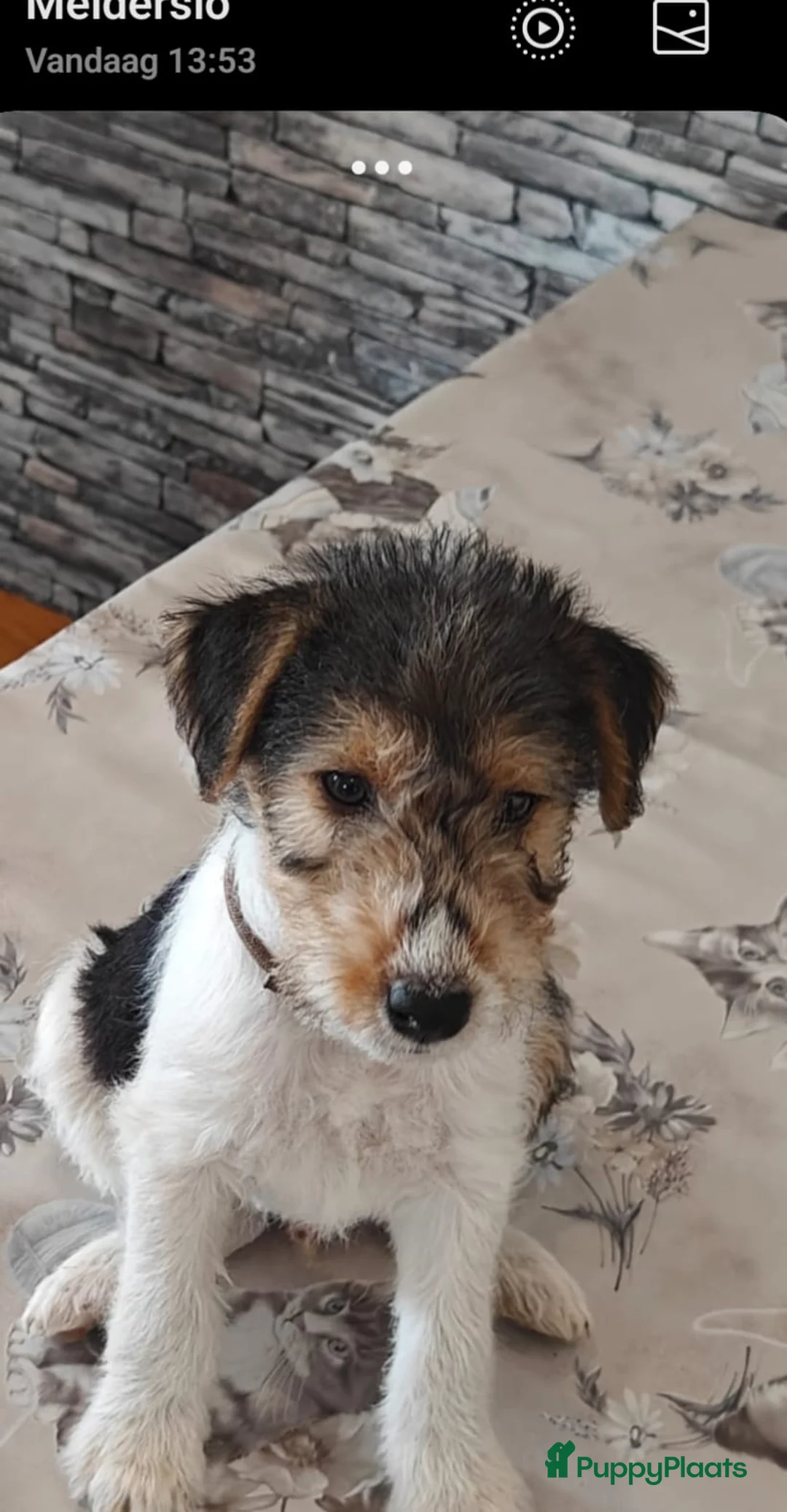 Fox Terriër Draadhaar honden te koop: Fox terier pupies - Advertentie 2