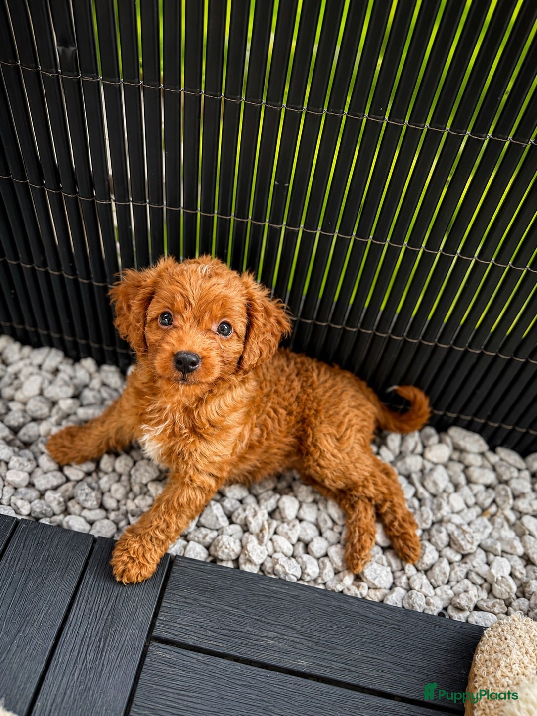 Maltipoo honden Maltipoo puppy’s 🤍 - Advertentie 1