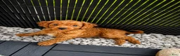 Maltipoo honden te koop: Maltipoo puppy’s 🤍 - Advertentie 1