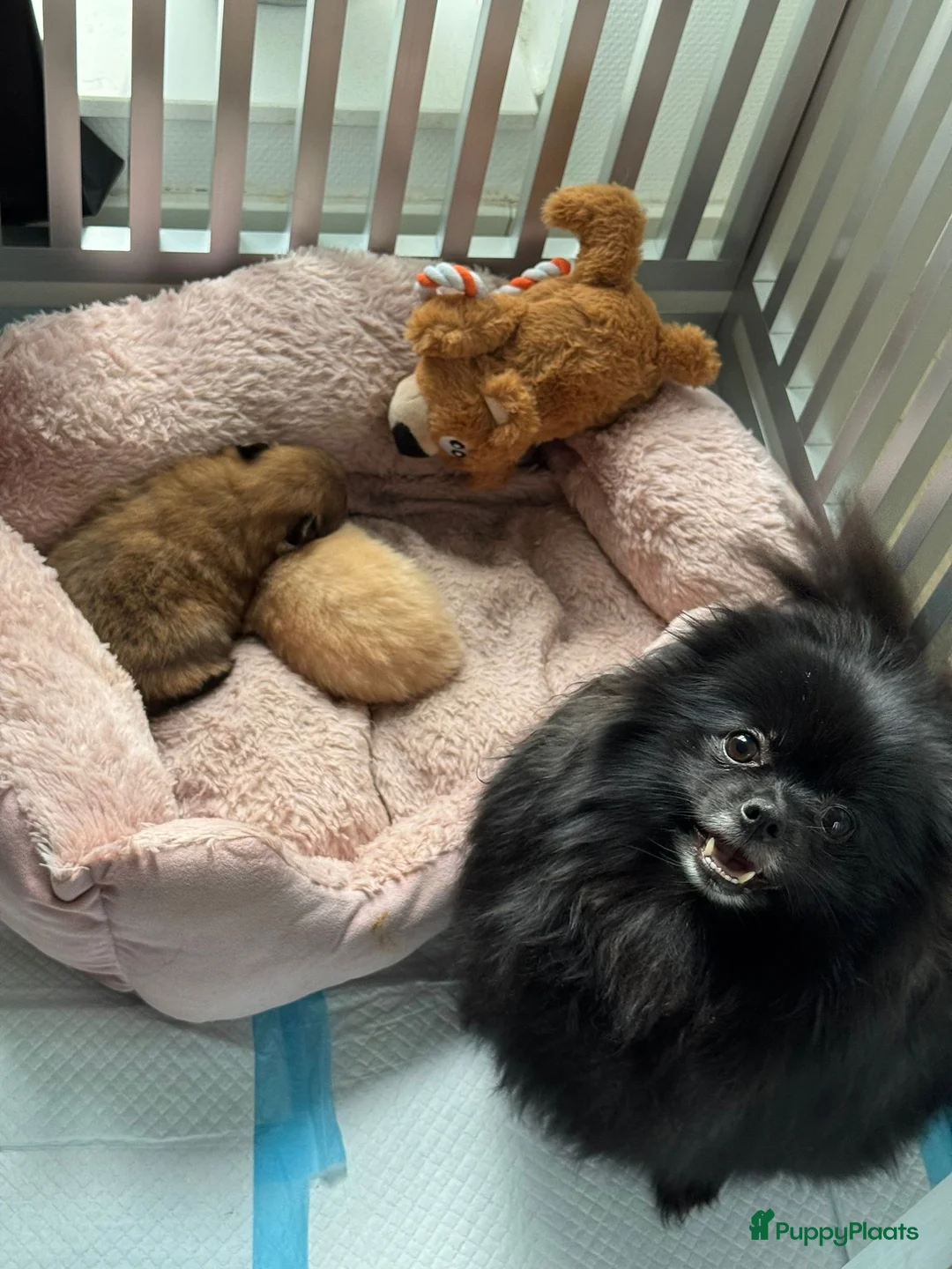 Pomeriaan honden te koop: Prachtig klein Pomeriaan puppy  - Advertentie 6