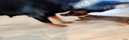 Dobermann honden te koop: 3 Dobermann pups  zoeken  een goud mandje  - Advertentie 24