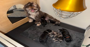 Maltipoo honden - Advertentie 6