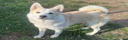 Kruising honden te koop: Reeva - Advertentie 7