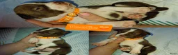 Kruising honden te koop: Nog 4 lieve unieke Mix puppy's. - Advertentie 33