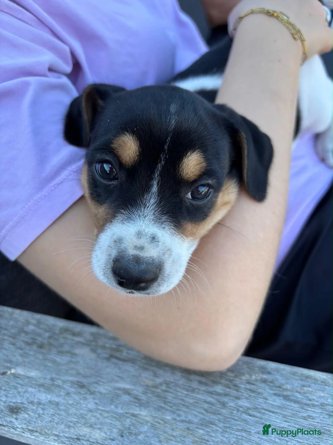 Boerenfox honden te koop: Boerenfox pups in Castelre - Advertentie 6