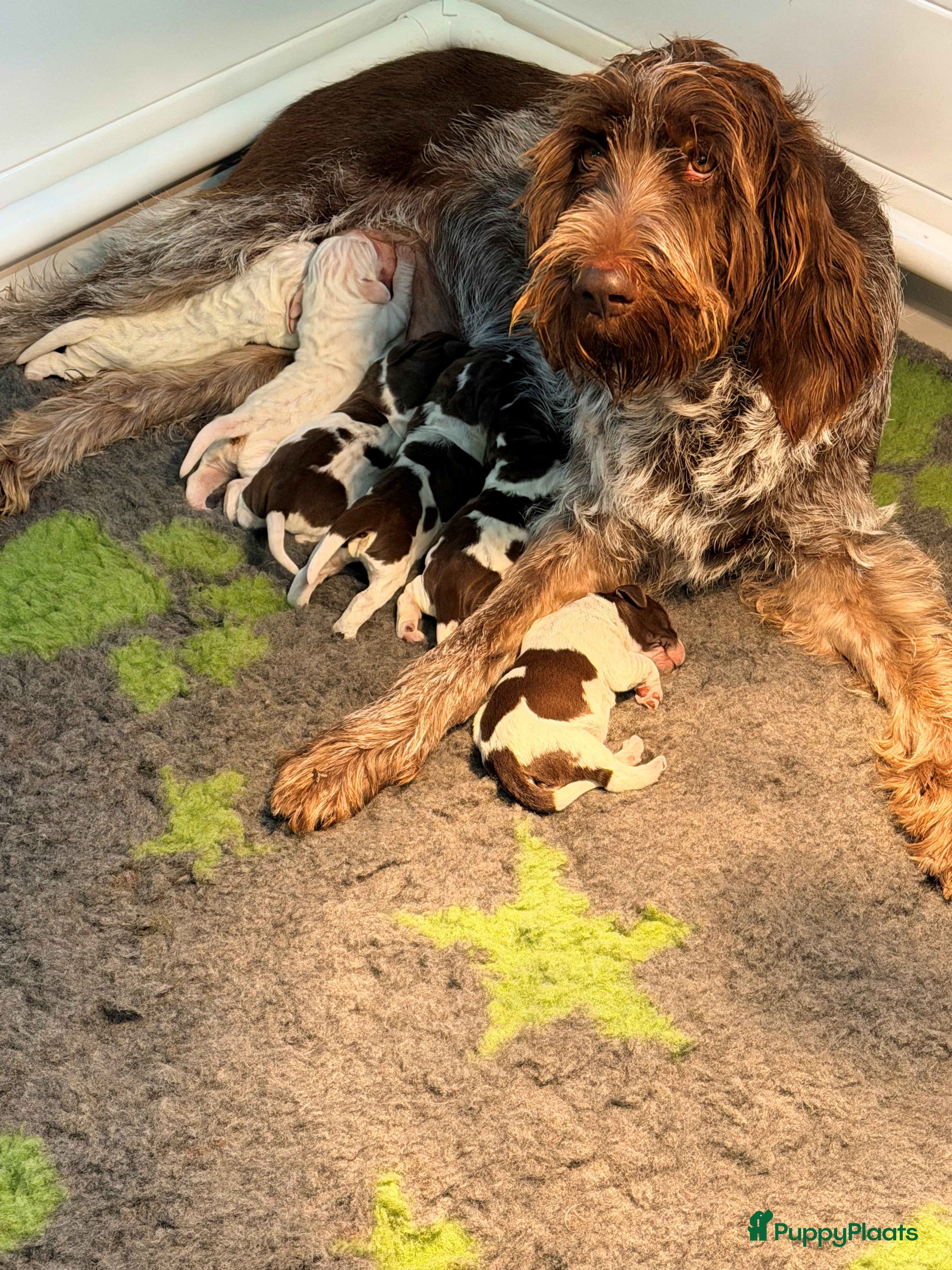 Spinone Italiano honden Spinone pups - Advertentie 10