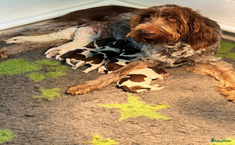 Spinone Italiano honden Spinone pups - Advertentie 10