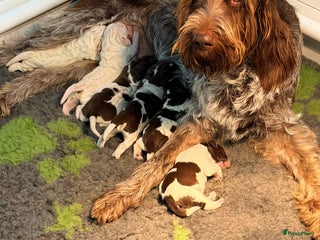 Spinone Italiano honden Spinone pups - Advertentie 6