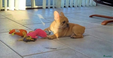 Franse Bulldog honden - Advertentie 14