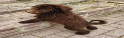 Labradoodle honden te koop: prachtige choco f4 multigen labradoodle pups - Advertentie 13