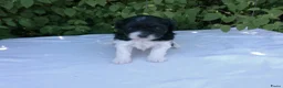 Shihpoo honden te koop: Lieve zachte shihpoo pupjes te koop - Advertentie 2