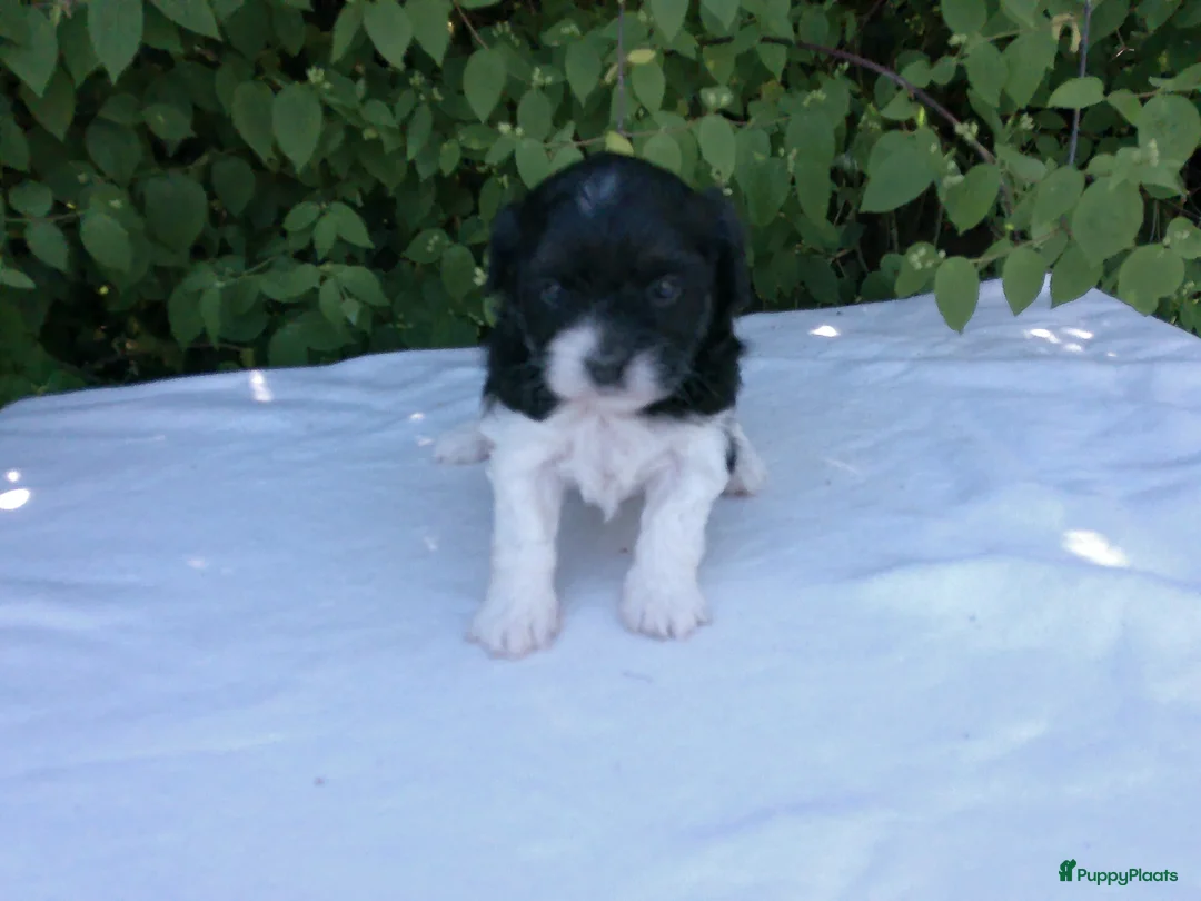 Shihpoo honden te koop: Lieve zachte shihpoo pupjes te koop - Advertentie 2