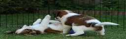 Kooikerhondje honden te koop: Raszuivere Kooikerpup reu. - Advertentie 6