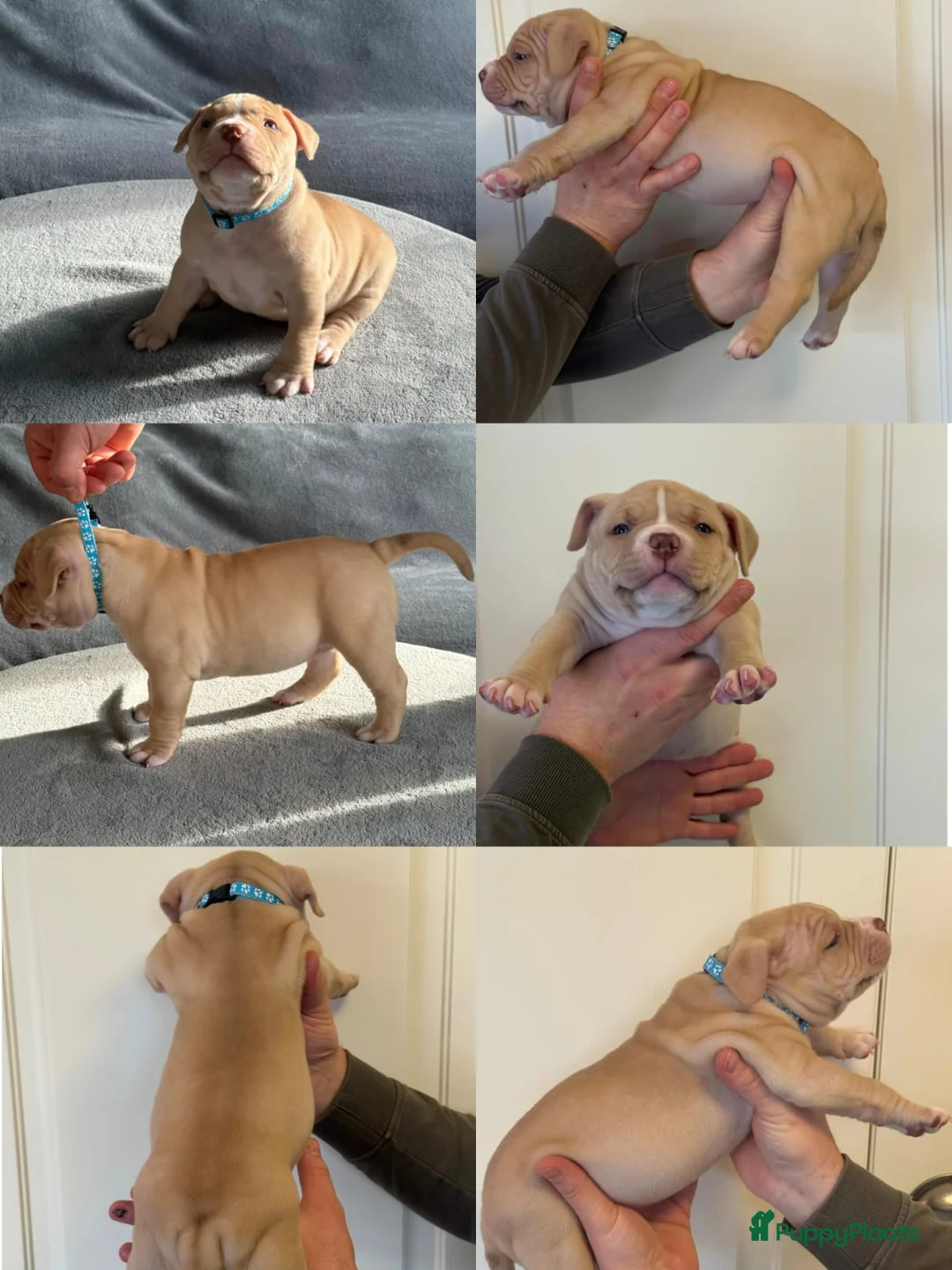 Amerikaanse Bully honden te koop: Amerikaanse Bully (Standaard) - Advertentie 1