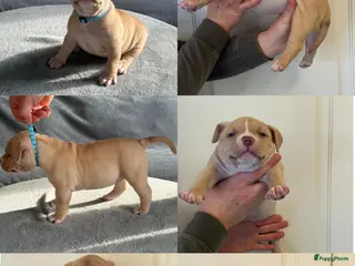 Amerikaanse Bully honden Amerikaanse Bully (Standaard) - Advertentie 18