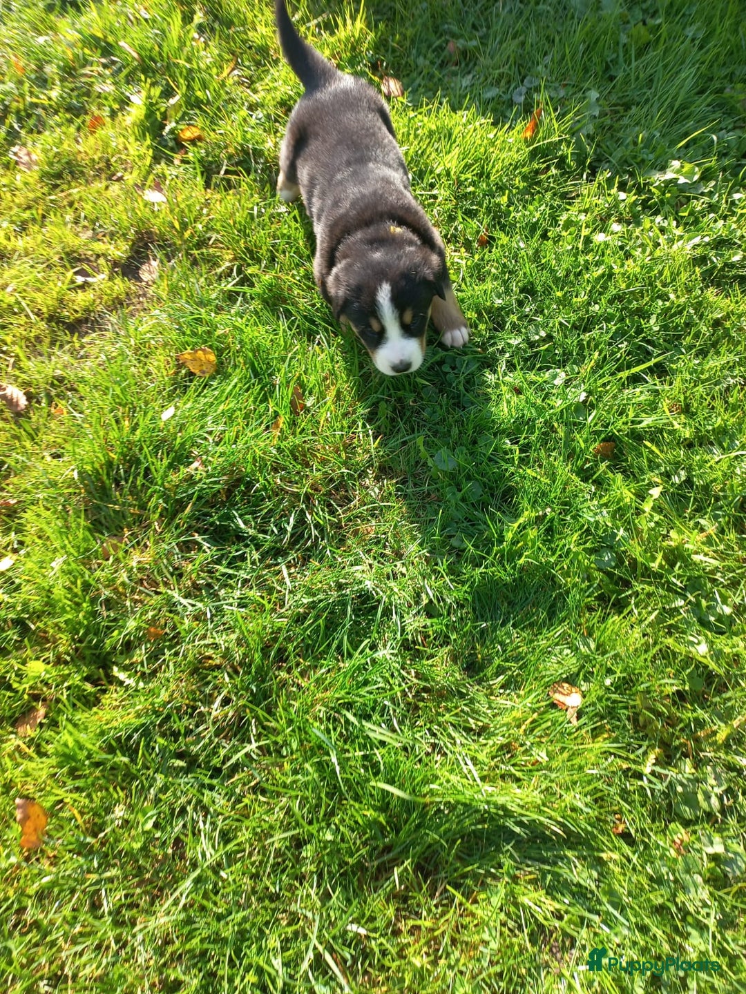 Grote Zwitserse Sennenhond honden te koop: Grote Zwitserse Sennenhond pups, raszuiver - Advertentie 4