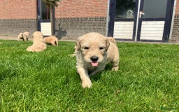 Goldendoodle honden te koop: F1 Goldendoodle pups - Afbeelding 11