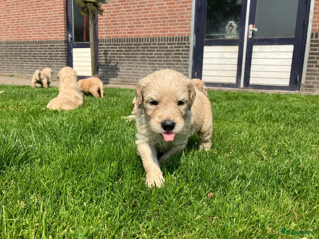 Goldendoodle honden te koop: F1 Goldendoodle pups - Afbeelding 11
