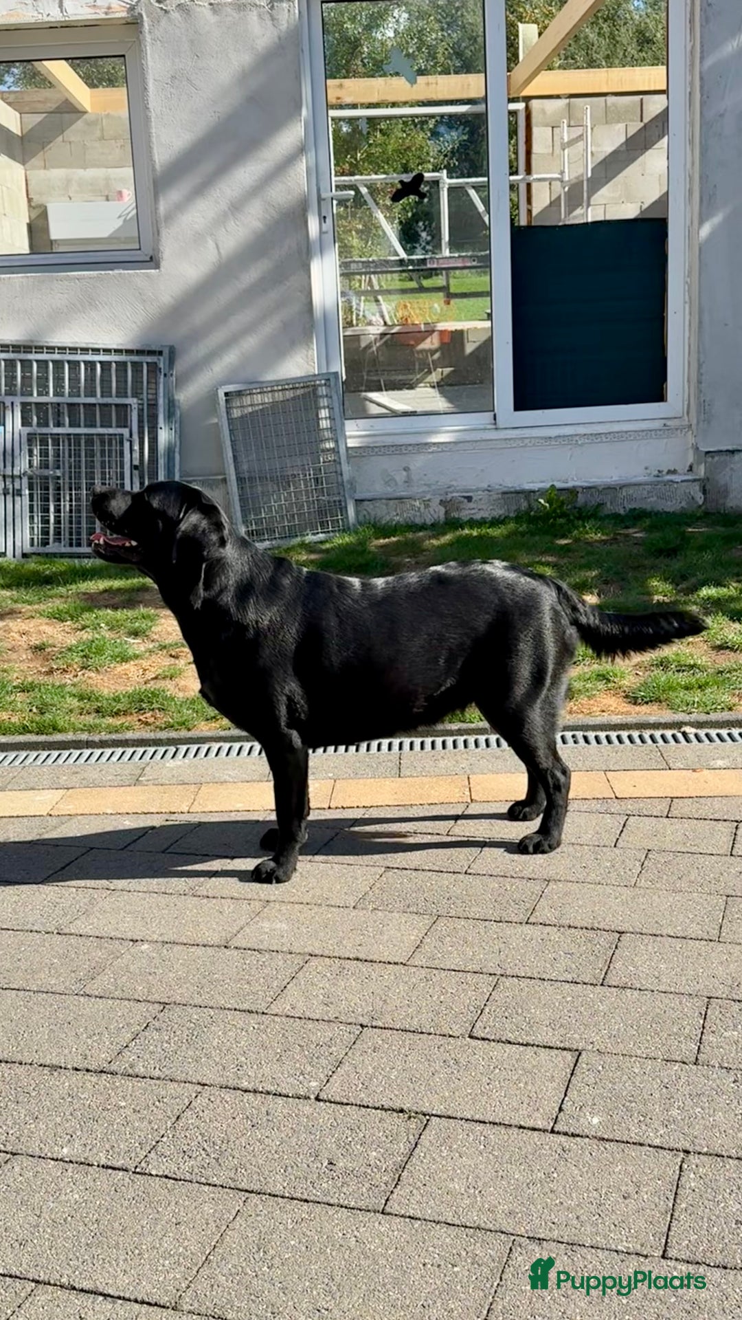 Labrador Retriever honden te koop: Eind oktober puppy’s verwacht! - Advertentie 2