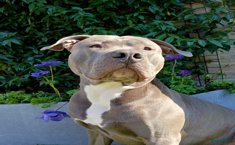 Pitbull Terriër honden - Advertentie 13