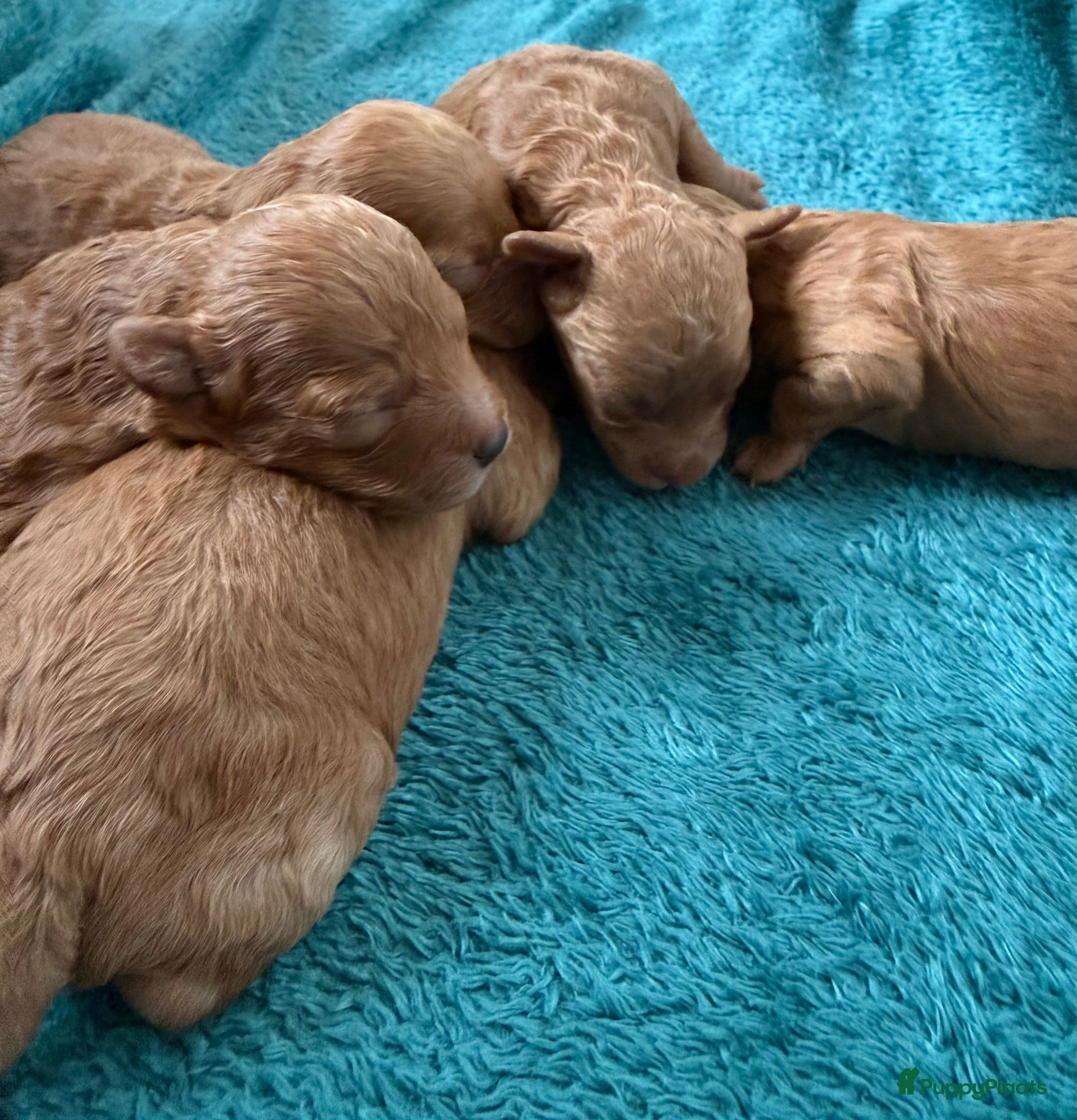 Poedel Toy honden Toy poedel pups zoeken een thuis - Advertentie 1