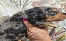 Teckel (korthaar)  honden te koop: De allermooiste dwergteckel pupjes!! - Afbeelding 12