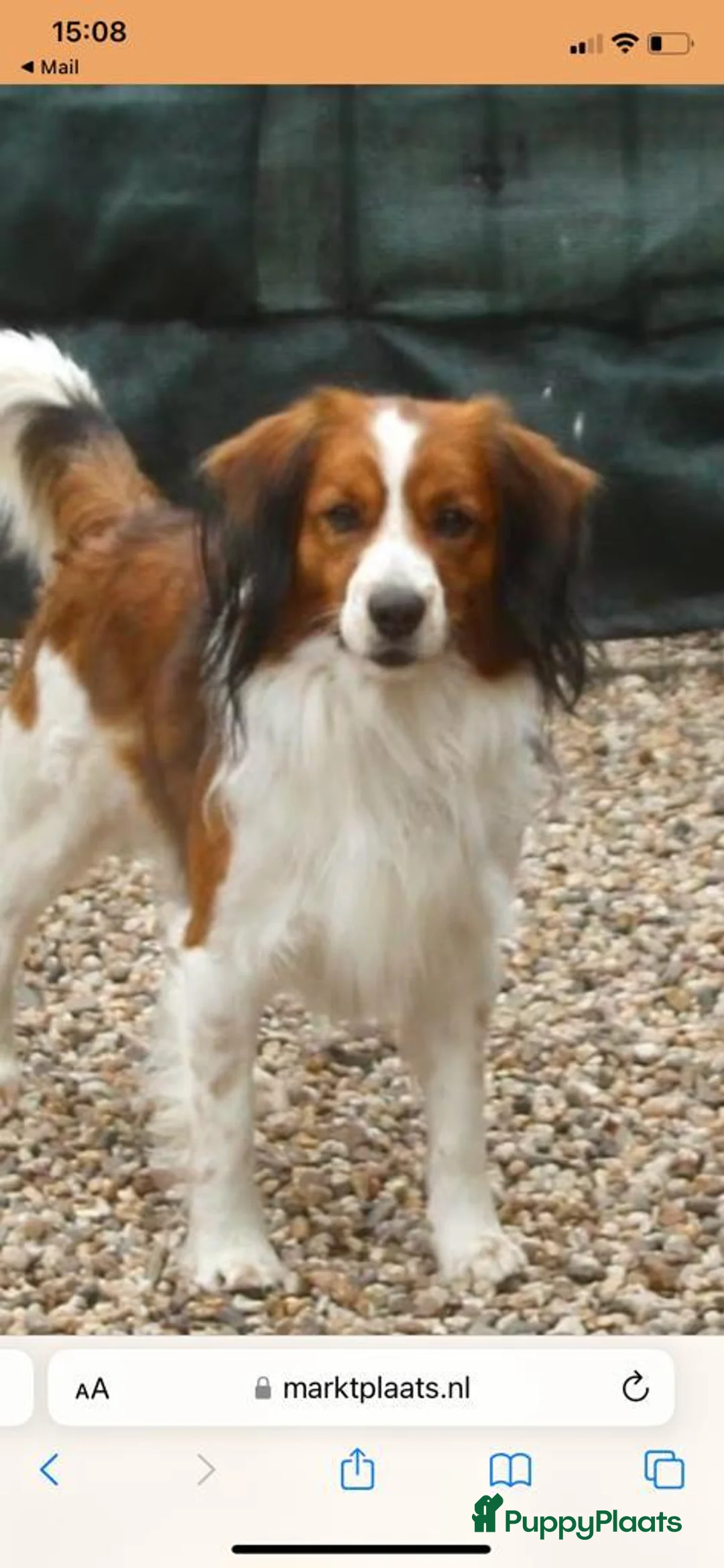 Kruising honden te koop: Mooie pups mix aussie/kooiker - Advertentie 11