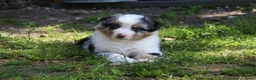 Australian Shepherd honden te koop: Australian shepherd pups beschikbaar - Advertentie 6