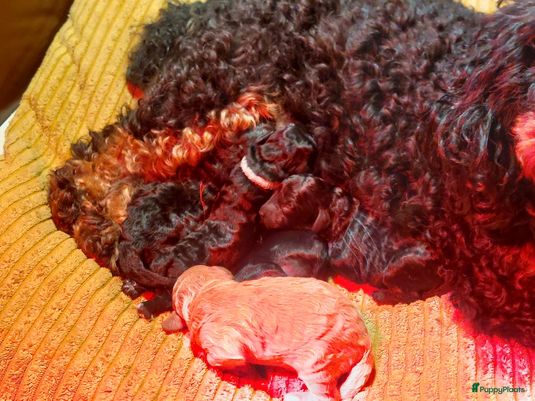 Cockapoo honden te koop: Kleine poedelpups met een vleugje cockapoo. - Advertentie 7