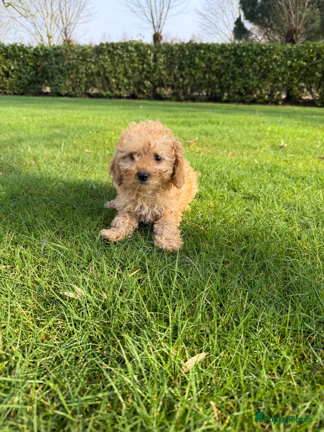 Labradoodle honden te koop: Mini Doodle (Poedel x Mini Labradoodle) pups - Advertentie 22