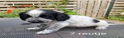Friese Stabij honden te koop: Sasha en haar puppy's - Advertentie 8