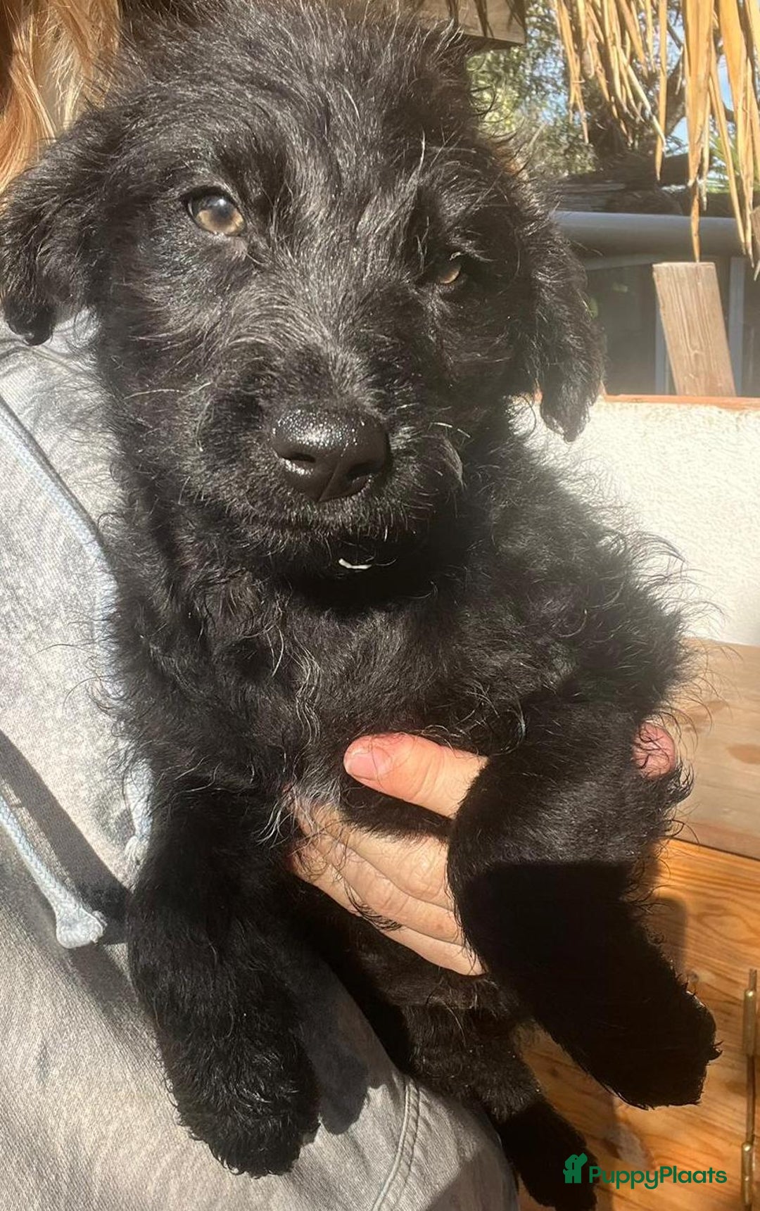 Kruising honden ter adoptie: goedele deze lieve knappe dame wacht op jouw  - Advertentie 5