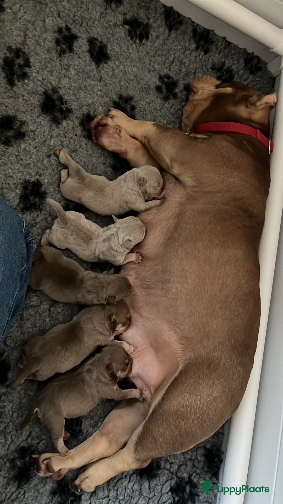 Amerikaanse Bully honden te koop: American Bully micro/pocket  - Advertentie 5