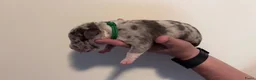 Amerikaanse Bully honden te koop: Mooie bully’s  - Advertentie 4