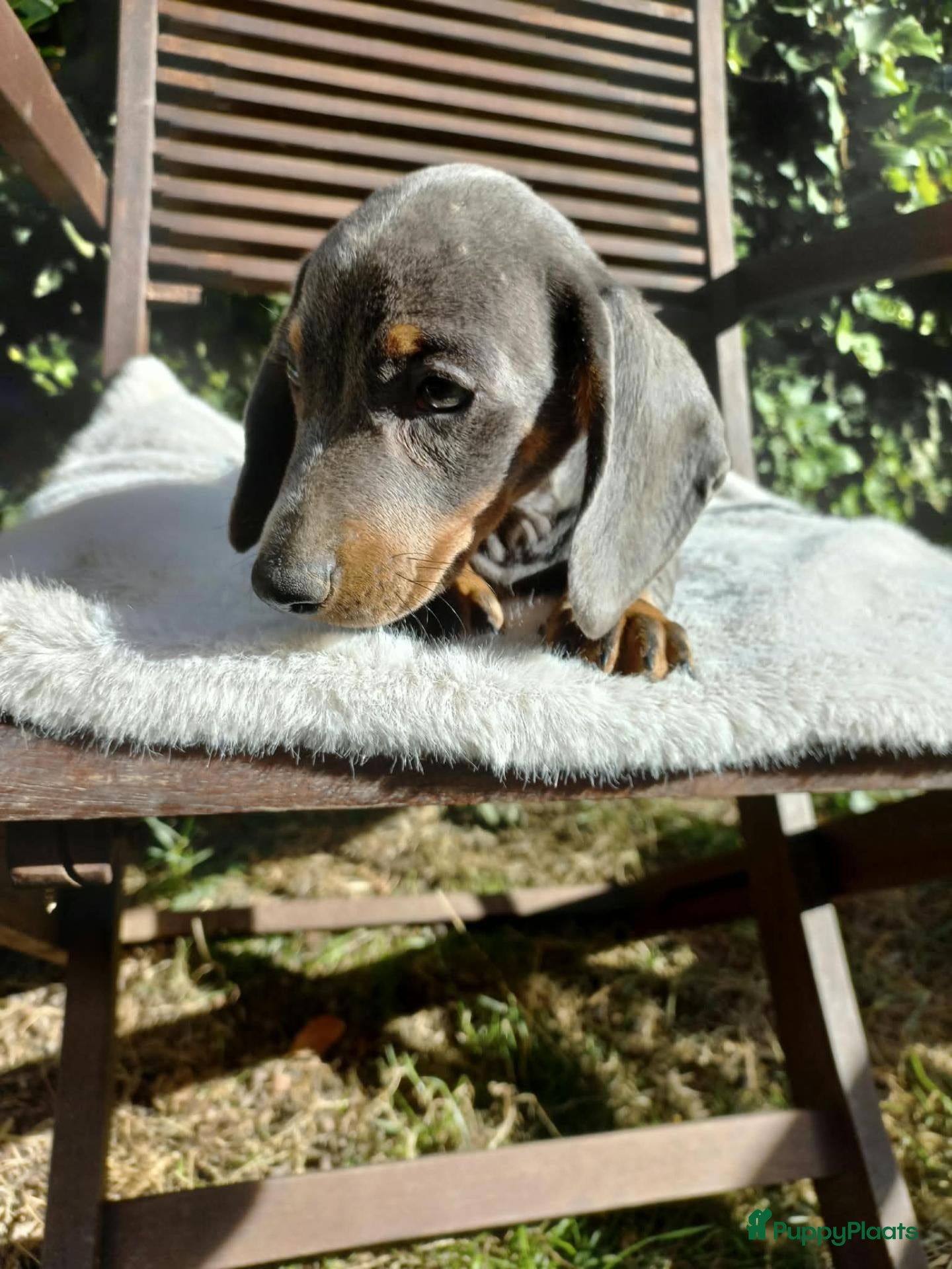 Teckel (korthaar)  honden Dwerg Teckel Pups. - Advertentie 2