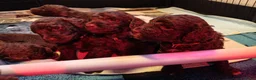 Kruising honden te koop: Labradoodle X Aussiedoodle  - Advertentie 10