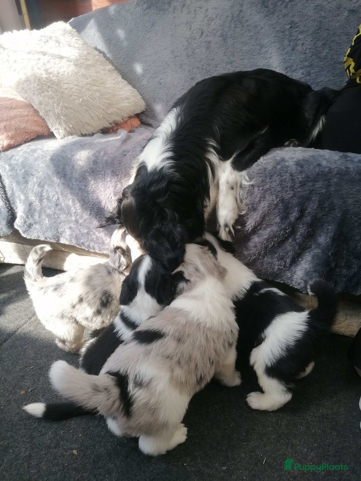 Kruising honden Super schattig gelegenheids nestje - Advertentie 1