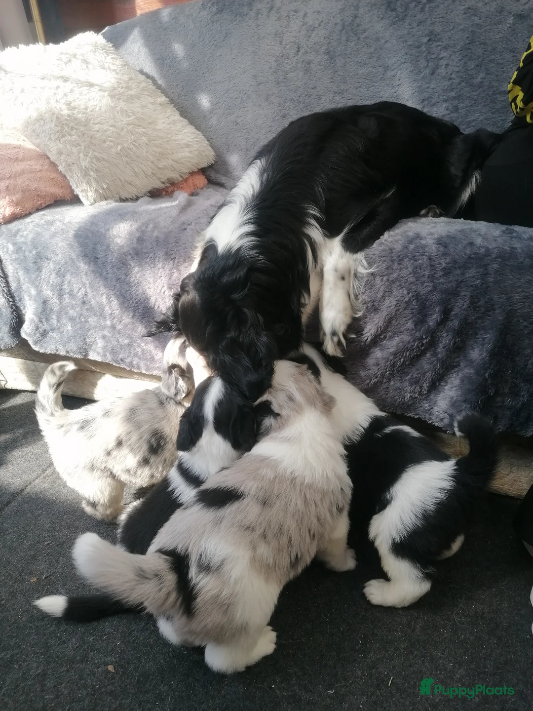 Kruising honden te koop: Super schattig gelegenheids nestje - Advertentie 1