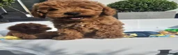 Poedel Toy honden te koop: Toypoedel pups - Advertentie 11